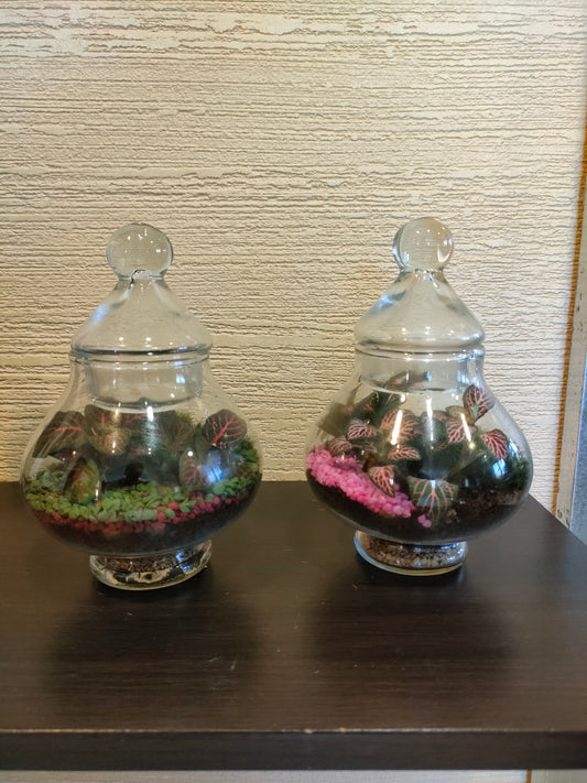 Mini terrarium