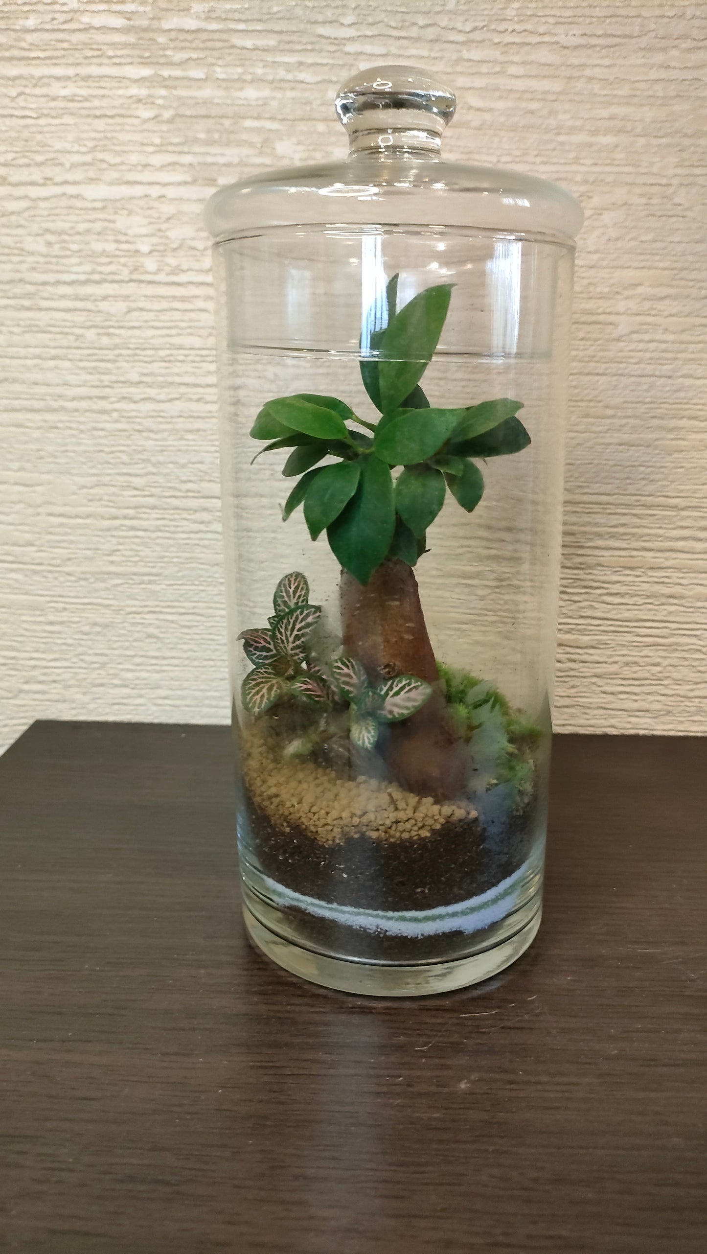 Terrarium con FICUS GINSENG