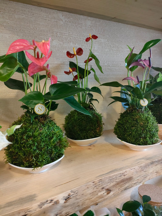 Kokedama mini artigianale con pianta di Anthurium 