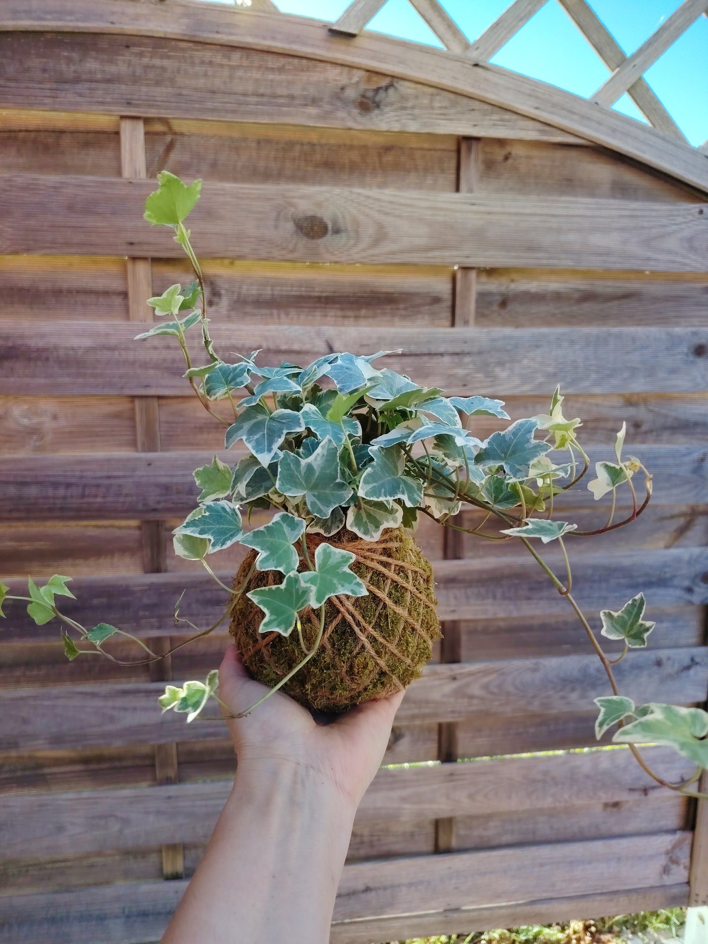 Kokedama edera