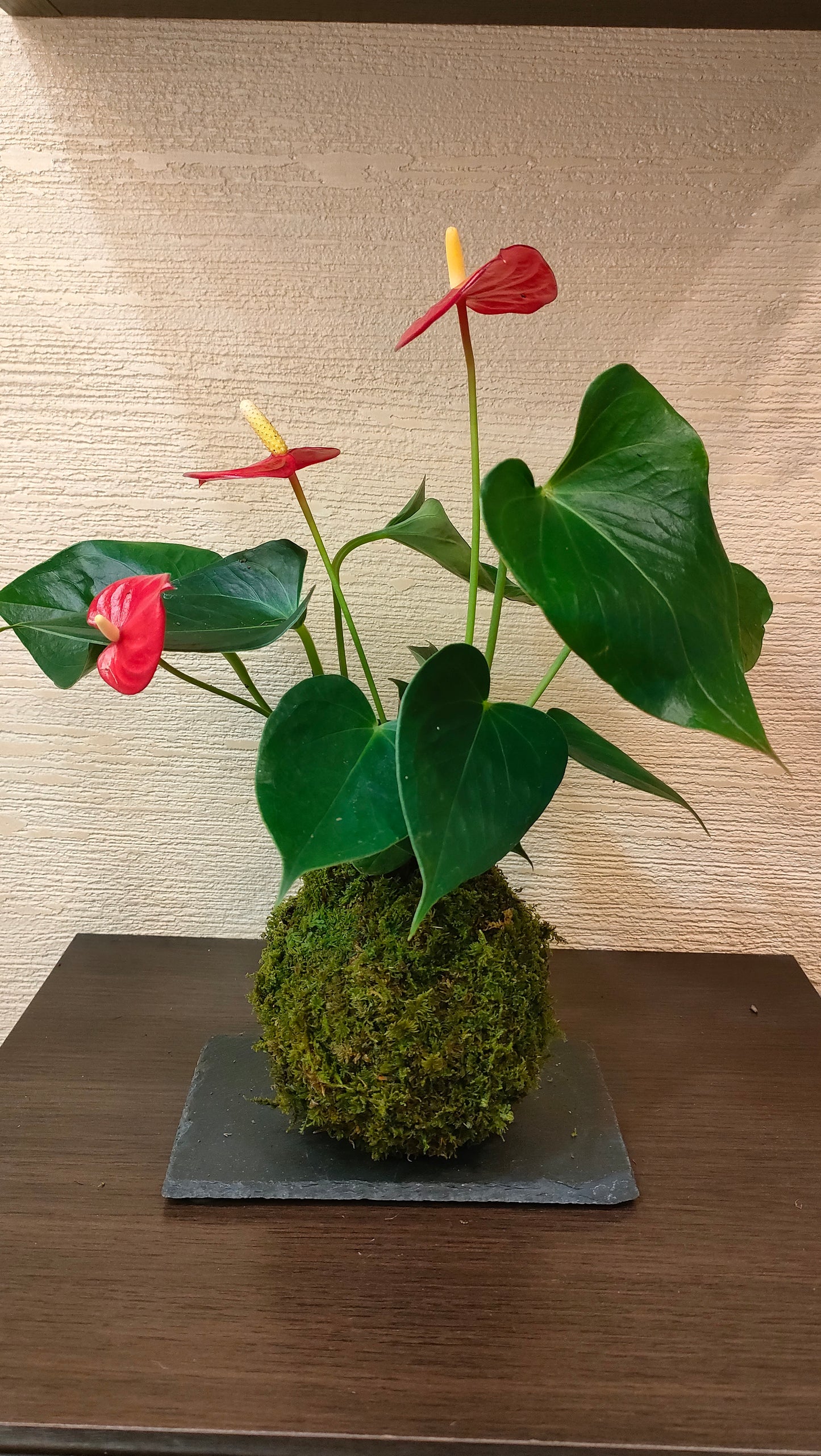 Anthurium in kokedama