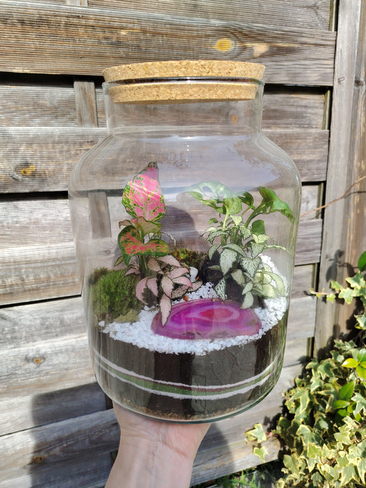 Terrarium Damigiana con Agata rosa  micro-ecosistema vivo